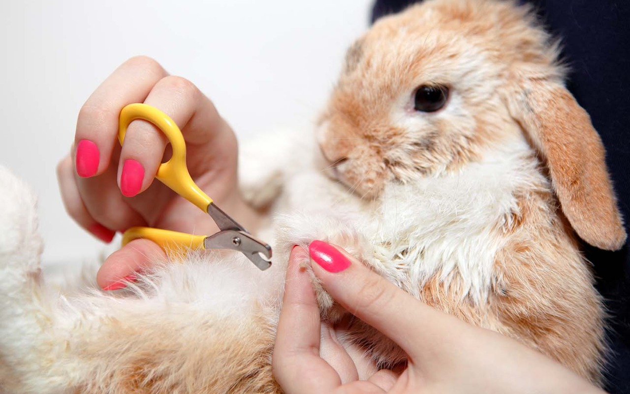 Rabbit grooming