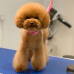 maple-toy-poodle