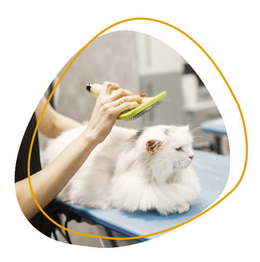 Mobile Cat Grooming Services