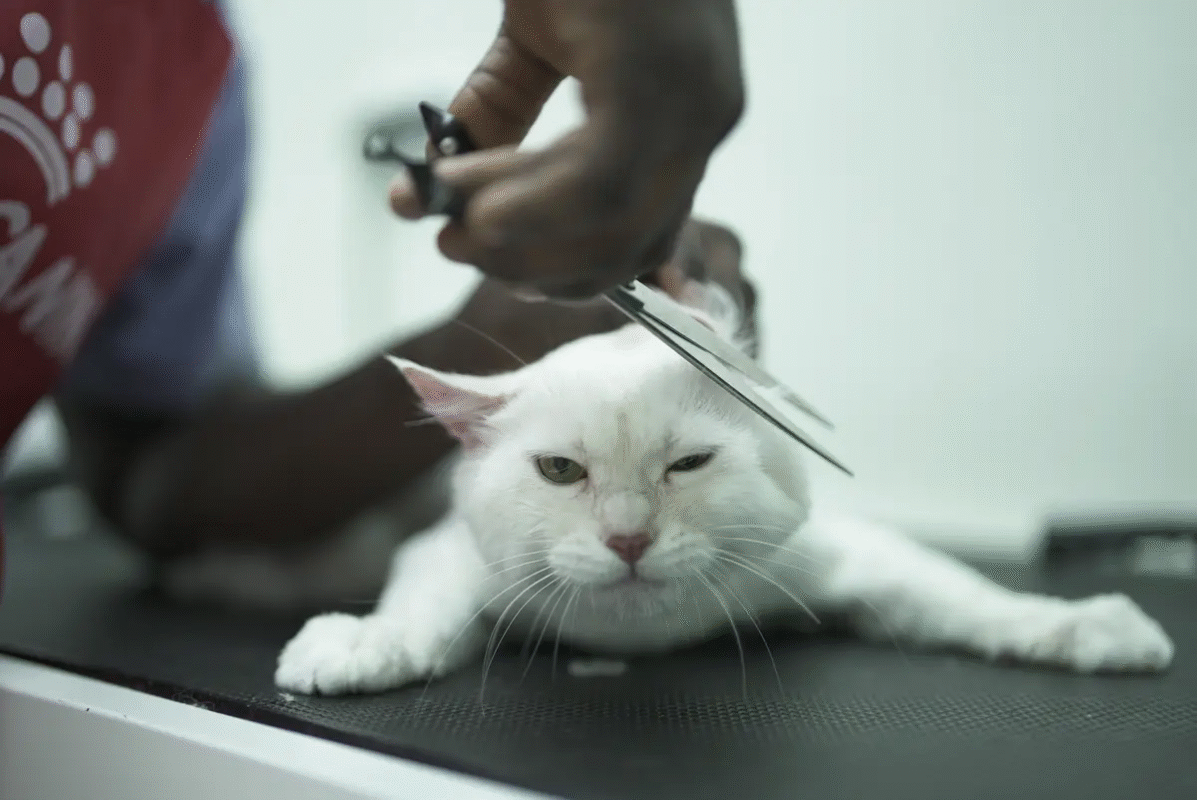 Grooming Routine for Cats