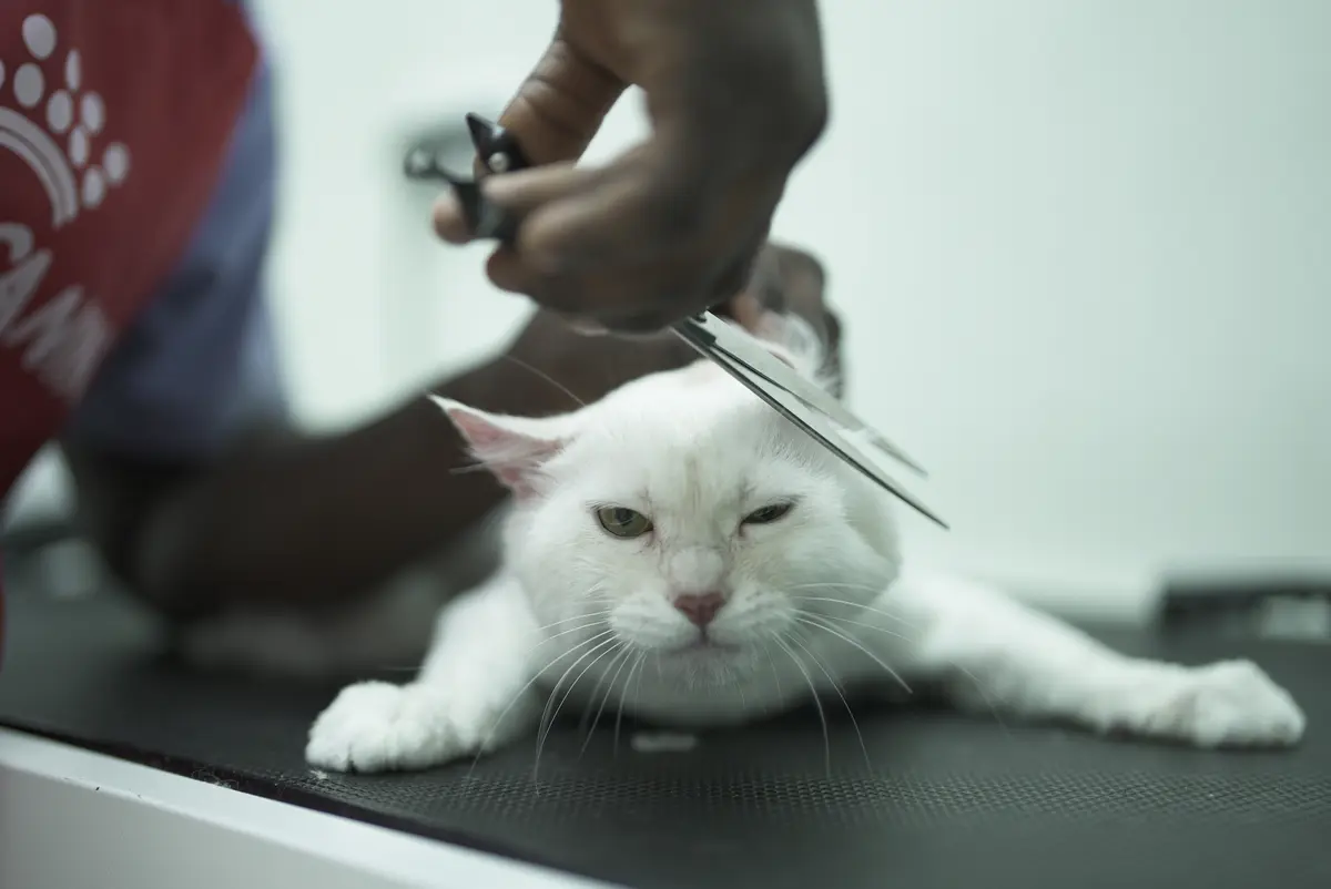 Grooming Routine for Cats
