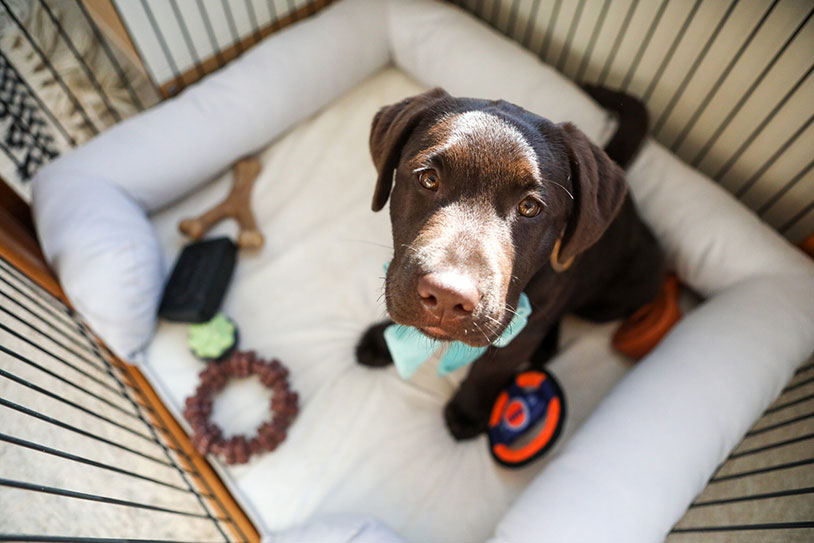 Crate Schedule for an 8-Week-Old Puppy in Dubai Apartments