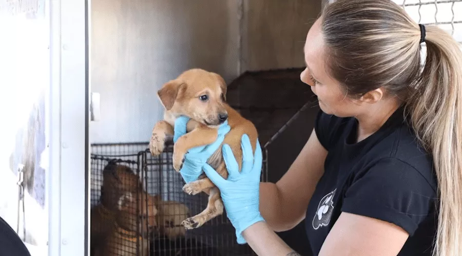 How to Adopt a Pet in the UAE - Process, Places, Costs