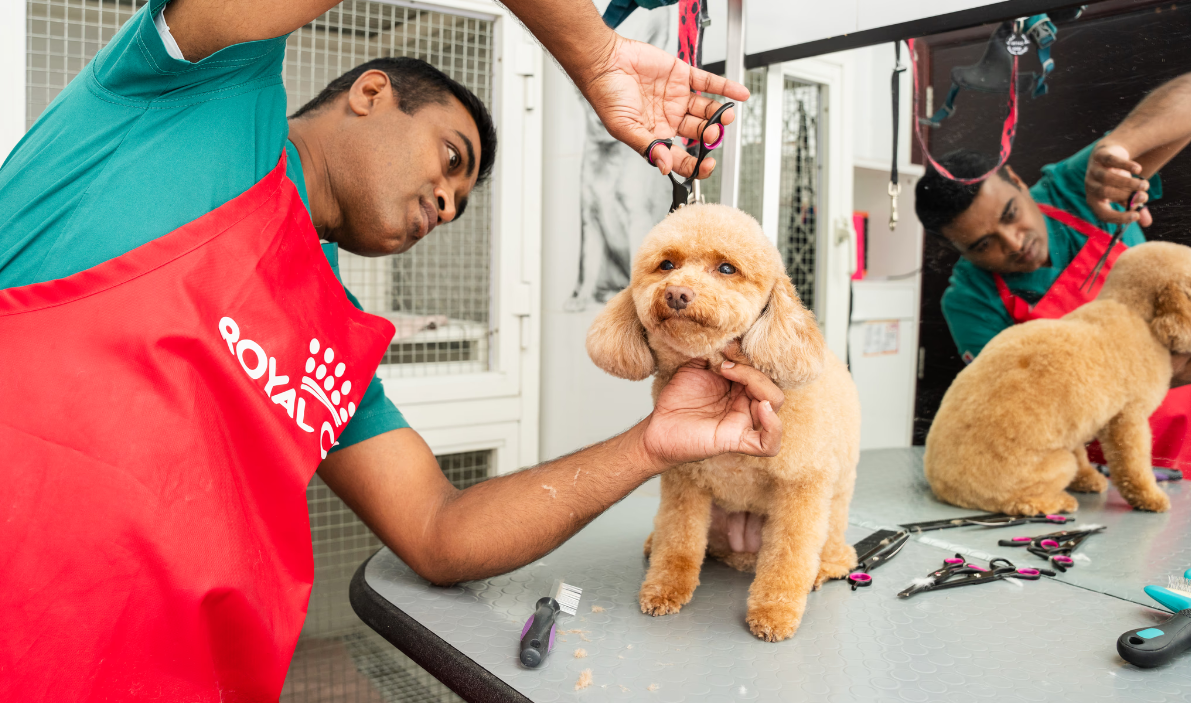 Pet Spa Day in Dubai