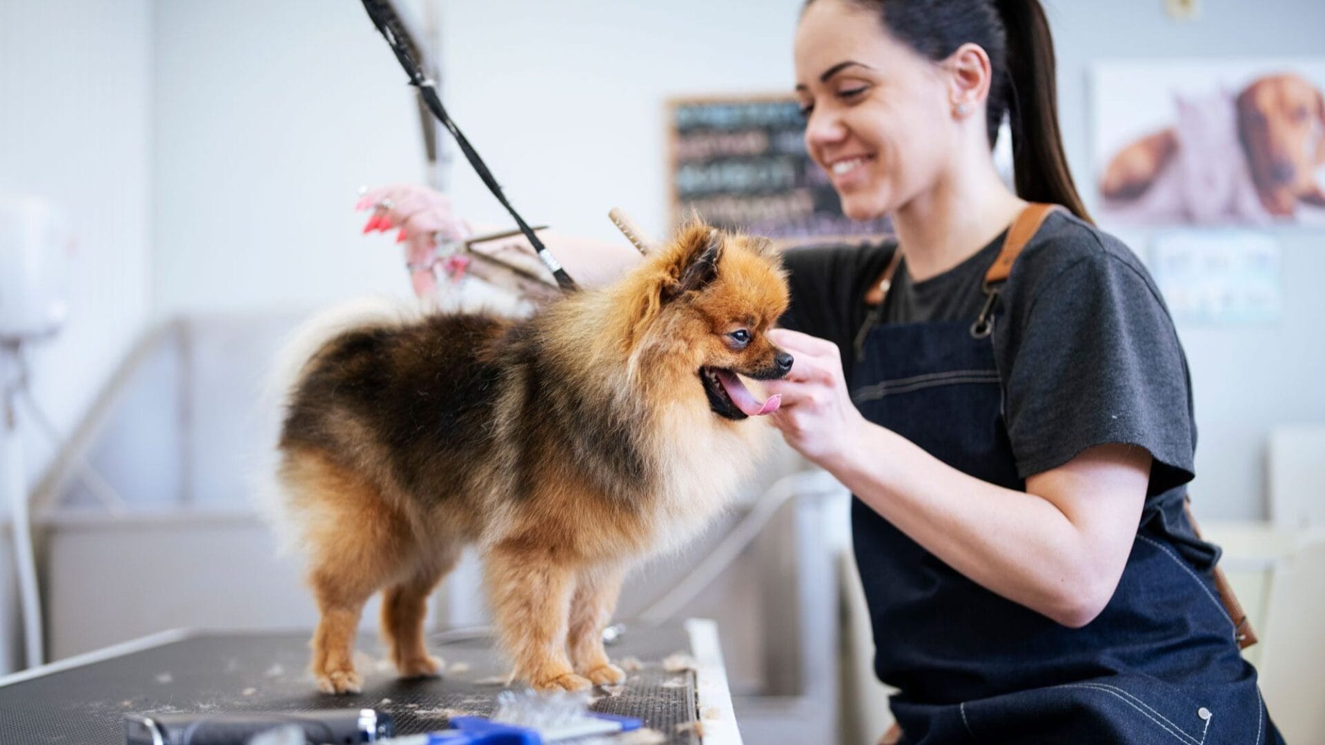 Eco-Friendly Pet Grooming in Dubai