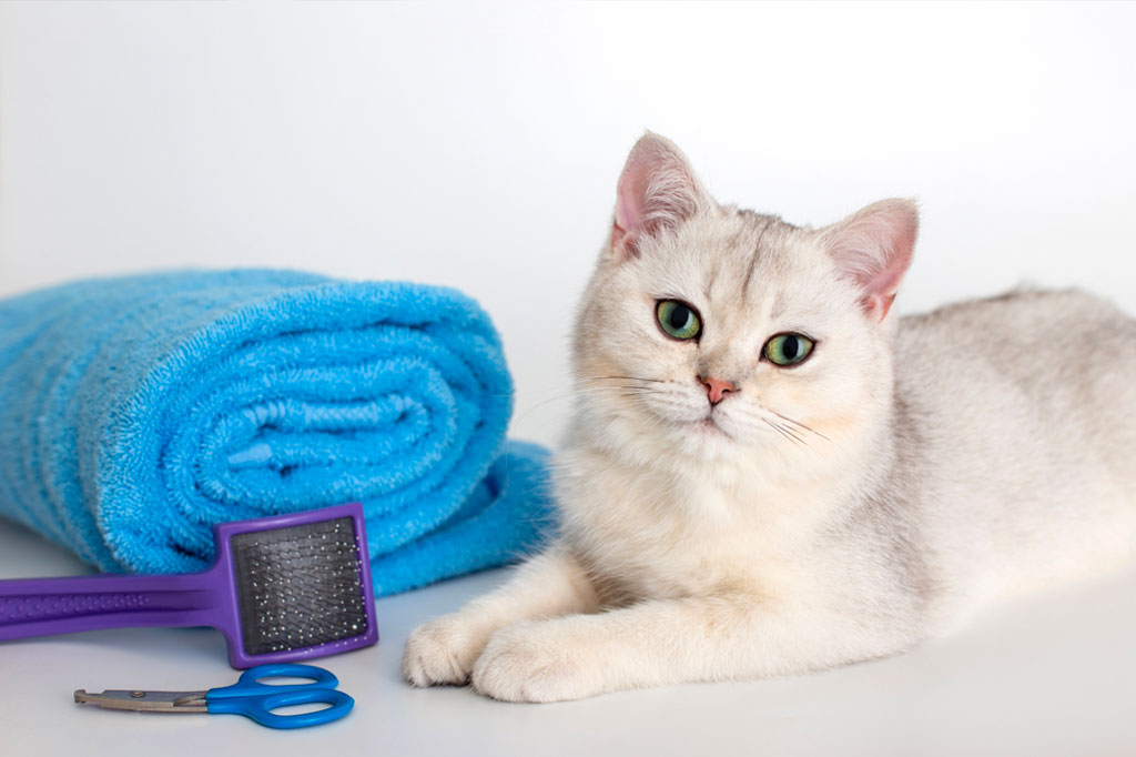 Affordable Cat Grooming Near Me - Keeping Your Feline Fresh and Healthy