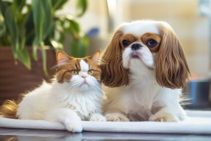 pet training in Dubai