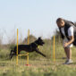 dog trainer teaching dog run though obstacles 85x85