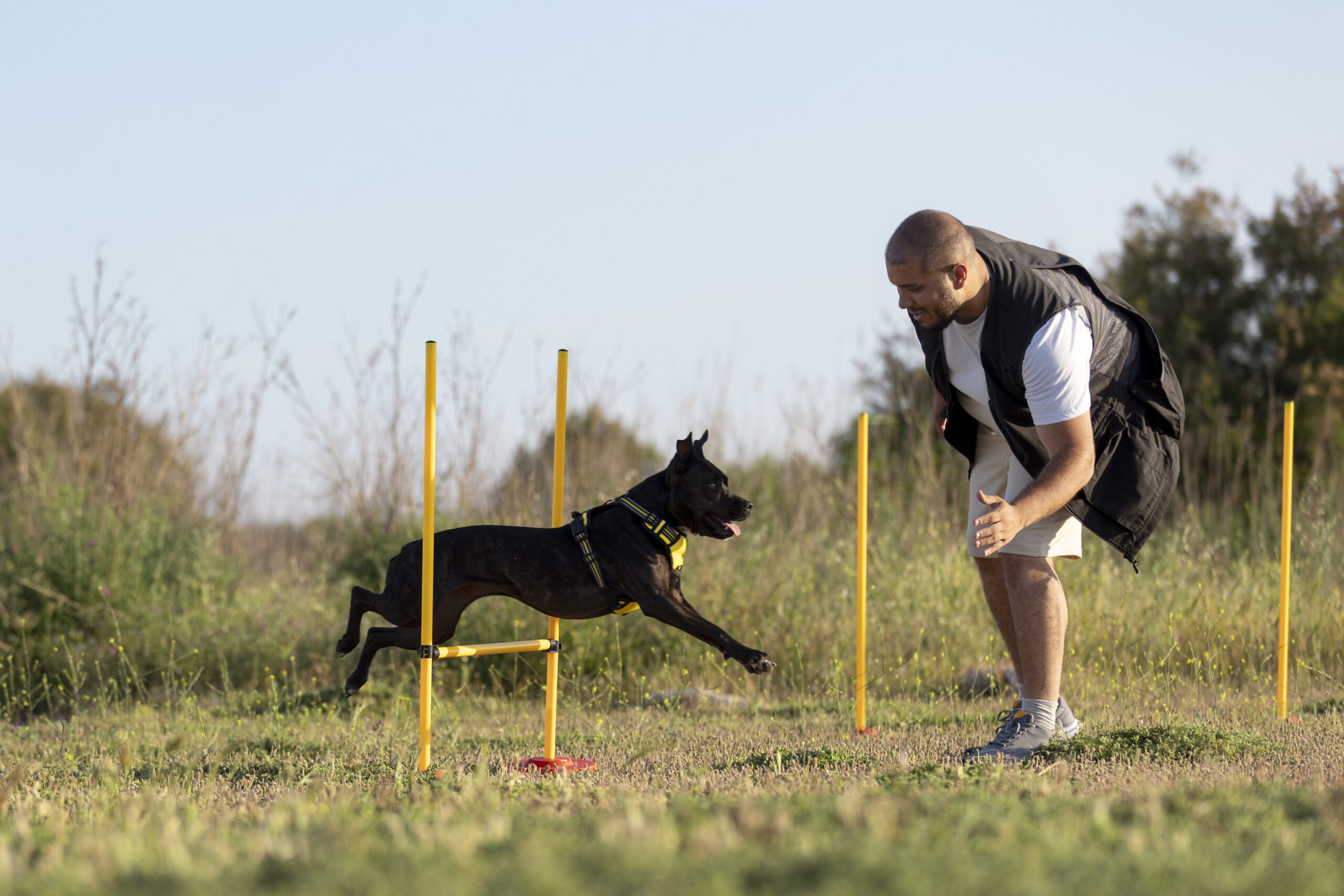 Dog Training in Dubai: Basic Commands Every Dog Should Learn