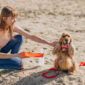 pet walker having stroll with cocker spaniel 85x85