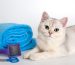 Affordable Cat Grooming Near Me - Keeping Your Feline Fresh and Healthy