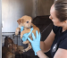 How to Adopt a Pet in the UAE - Process, Places, Costs