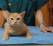 how to immobilize a cat for grooming
