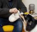 How to Effectively Immobilize Your Cat for Grooming