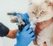 how to immobilize a cat for grooming