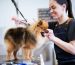 Eco-Friendly Pet Grooming in Dubai